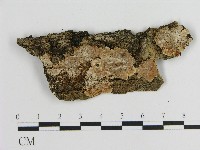 刺皮菌屬藏品圖，第1張
