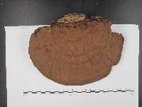 登錄號:F0017156藏品圖，第1張