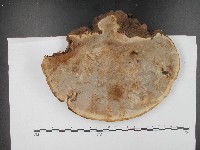 登錄號:F0017156藏品圖，第3張