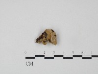 韌革菌屬藏品圖，第1張