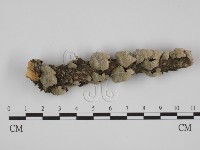 附毛菌屬藏品圖，第1張