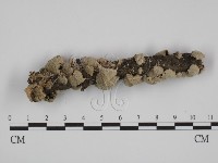 附毛菌屬藏品圖，第3張