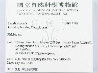 射脈菌屬藏品圖，第2張