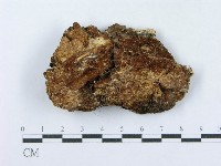 射脈菌屬藏品圖，第3張