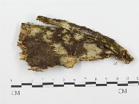 登錄號:F0017164藏品圖，第1張