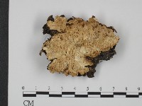 登錄號:F0017166藏品圖，第3張