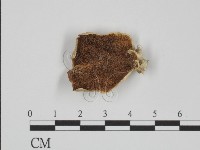 附毛菌屬藏品圖，第1張