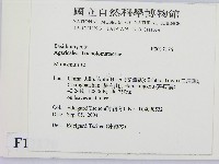 小皮傘屬藏品圖，第2張