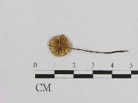 小皮傘屬藏品圖，第3張