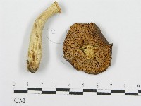 紅菇屬藏品圖，第3張