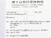 杯傘屬藏品圖，第2張