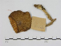 登錄號:F0017183藏品圖，第1張
