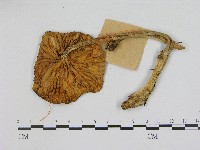 登錄號:F0017183藏品圖，第3張