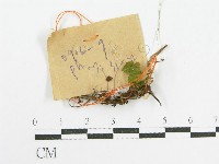 登錄號:F0017184藏品圖，第1張