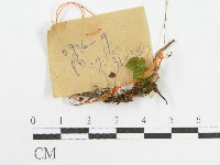 登錄號:F0017184藏品圖，第3張