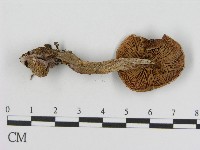登錄號:F0017185藏品圖，第1張