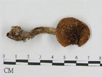 登錄號:F0017185藏品圖，第3張
