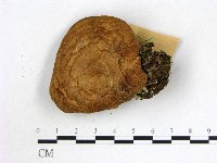 登錄號:F0017186藏品圖，第1張