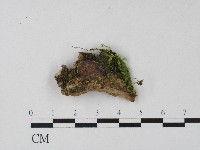 登錄號:F0017187藏品圖，第1張