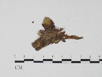 登錄號:F0017188藏品圖，第1張