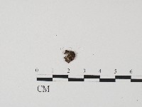 登錄號:F0017190藏品圖，第1張