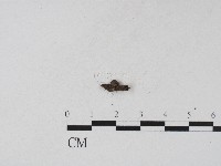 登錄號:F0017192藏品圖，第1張