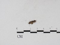 登錄號:F0017192藏品圖，第3張