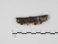 登錄號:F0017196藏品圖，第1張
