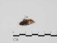 登錄號:F0017197藏品圖，第1張