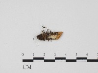 登錄號:F0017197藏品圖，第3張