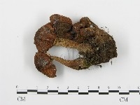 登錄號:F0017198藏品圖，第3張