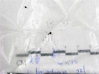 登錄號:F0017212藏品圖，第1張