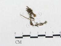 登錄號:F0017214藏品圖，第1張