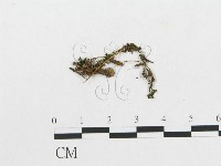 登錄號:F0017214藏品圖，第3張