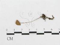 登錄號:F0017215藏品圖，第3張
