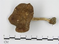 登錄號:F0017216藏品圖，第1張