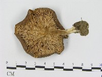 登錄號:F0017216藏品圖，第3張