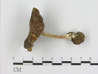 登錄號:F0017217藏品圖，第1張