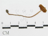 登錄號:F0017218藏品圖，第1張