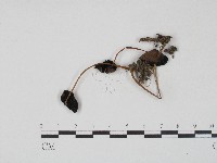 登錄號:F0017219藏品圖，第1張