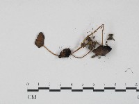 登錄號:F0017219藏品圖，第3張