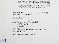 微皮傘屬藏品圖，第2張