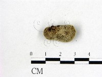 毛木耳藏品圖，第3張
