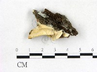 登錄號:F0017223藏品圖，第3張