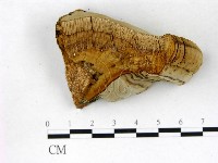 登錄號:F0017224藏品圖，第4張