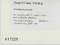 登錄號:F0017225藏品圖，第2張