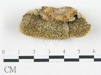 登錄號:F0017226藏品圖，第1張