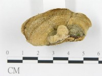 登錄號:F0017226藏品圖，第4張