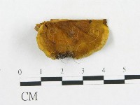 登錄號:F0017228藏品圖，第1張