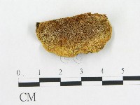 登錄號:F0017228藏品圖，第4張
